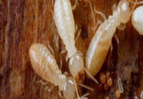 白蚁的生活习性 有类似蚂蚁营社会性生活