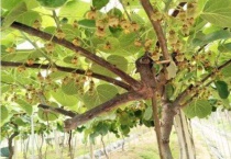 猕猴桃谢花后打什么药