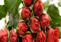 玫瑰花怎么修剪才茂盛