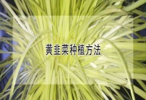 黄韭菜种植多久？
