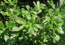 无花果叶子下垂耷拉是什么原因？