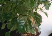 植物叶出现焦叶的原因？