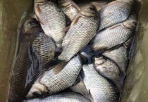 钓鲫鱼最火的饵料配方 附详细配方大全