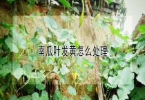 南瓜叶发黄怎么多久？