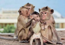 猴子是什么动物