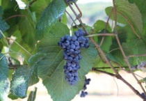 山葡萄与野葡萄区别？