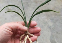 牛牛草是不是夏枯草