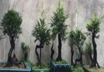 黑骨茶为什么那么贵 有什么用途