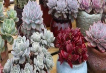 蜡牡丹生虫了怎么办？