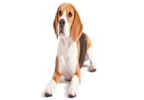 比格犬多少钱一只 如何挑选纯种比格犬？