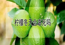 柠檬冬天会冻死吗？