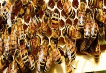 蜂王是公的还是母的 附其产卵繁殖