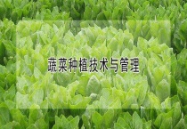 蔬菜种植技术与管理