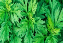 艾草与清明草有什么不同 附艾草的繁殖多久？