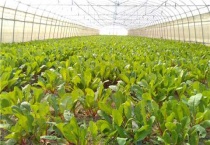 冬季大棚怎么铺地膜