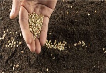 秋分播种什么？