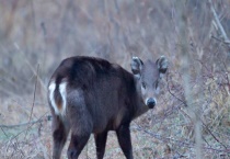 毛冠鹿有头发么