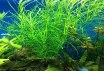 水草溶叶的原因及多久？