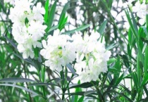 什么是白色夹竹桃