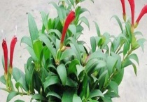 口红吊兰的养殖方法 附其繁殖多久？