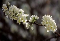 李子树秋天开花怎么回事