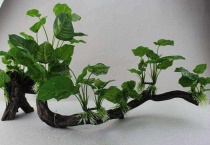 鱼缸为什么不能养水榕