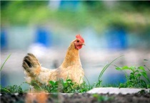 母鸡咯咯叫却不下蛋怎么回事