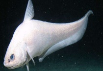 细鳞壮鳕和油鱼是同一种鱼吗 附细鳞壮鳕和油鱼介绍