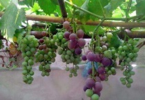 新种的葡萄树多久发芽