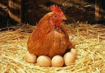 鸡不下蛋是什么原因？