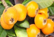 宁海白枇杷的上市时间