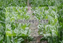 九月份适合种植什么农作物