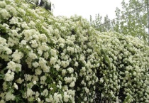 七里香和木香花有区别？吗？