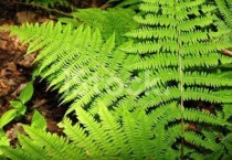 金毛蕨类植物怎么养