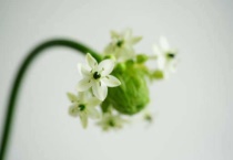 伯利恒之星花语