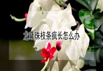 龙吐珠枝条疯长怎么办？