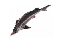 野生中华鲟灭绝了吗？