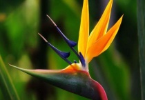 鹤望兰和蝎尾蕉的区别？