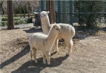 羊驼是什么动物杂交吗？