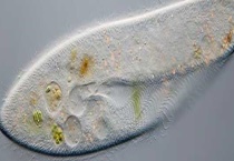 草履虫是原核生物吗 草履虫吃什么食物