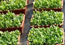 鸡毛菜属于什么菜