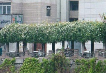 木香花冬天在室外能过冬吗？