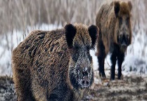 特种野猪的养殖特点 有这5个方面