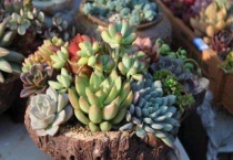 春天多肉淋雨了容易死吗？