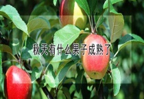 秋天有什么果子成熟了