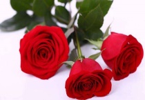 插玫瑰花的水里放什么？