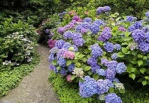 绣球开花后要剪掉吗？