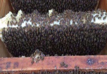 急造王台会发生分蜂吗 附蜂群分蜂与蜂王来源有无关系