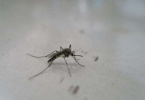 开空调蚊子还咬人吗？