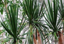 龙血树叶子发黄怎么办？附发黄的原因？